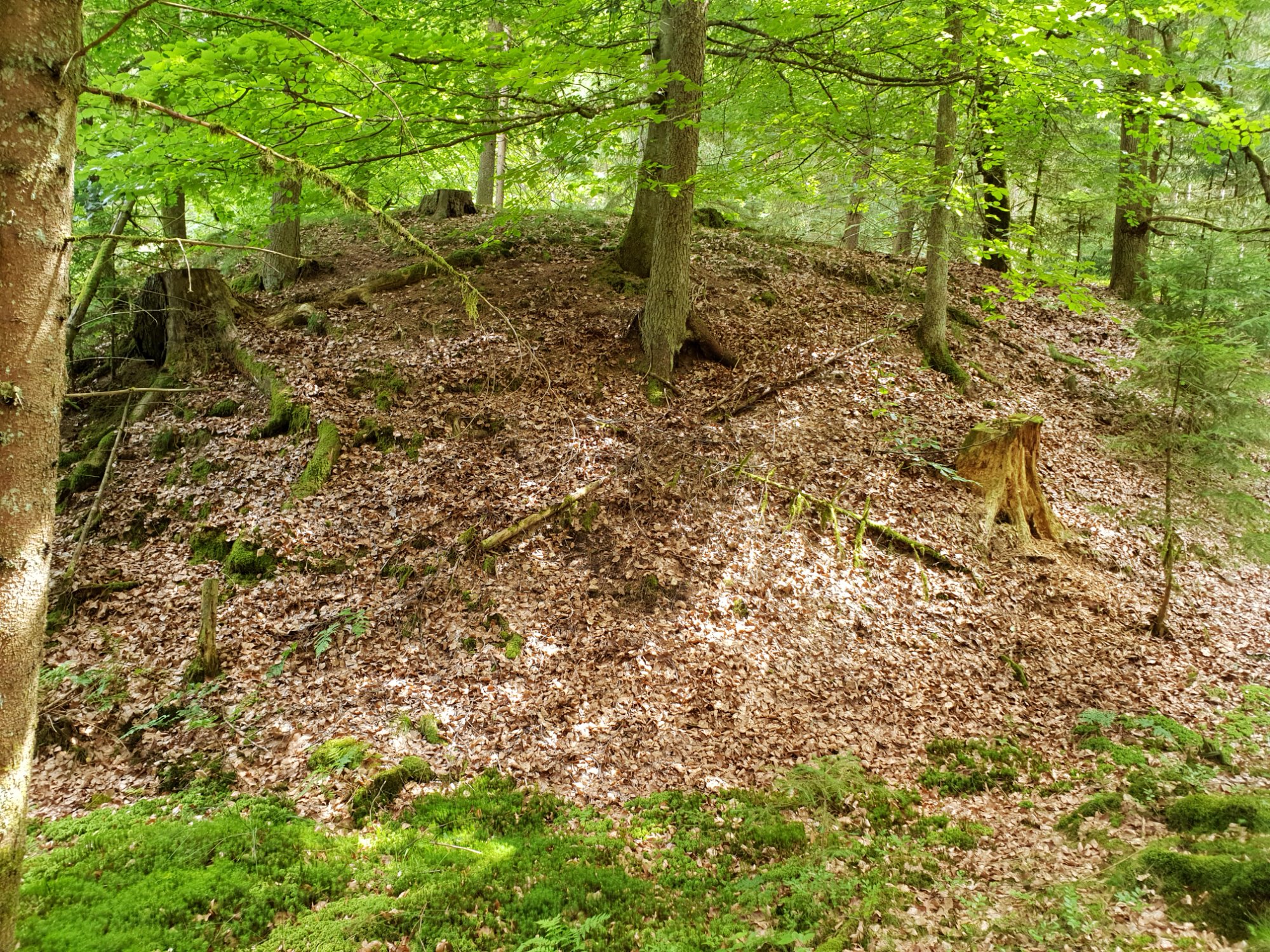 Der Burghügel mit Laub bedeckt