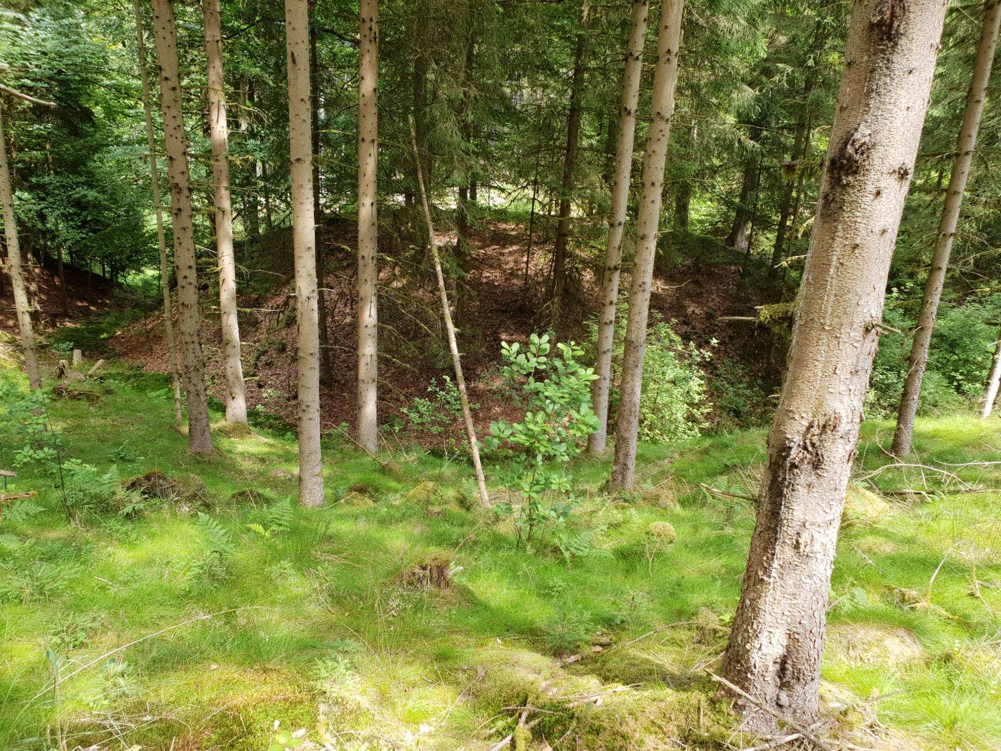 Blick auf den Turmhügel durch den Fichtenwald